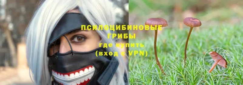 Псилоцибиновые грибы Magic Shrooms  продажа наркотиков  Асино 